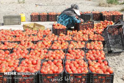 هزاران تن محصول گوجه فرنگی و پیاز كشاورزان در معرض نابودی